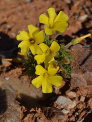Oxalis crocea