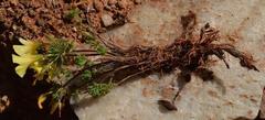 Oxalis crocea