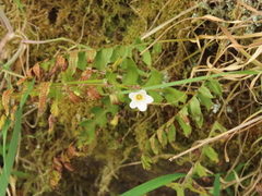 Romanzoffia sitchensis