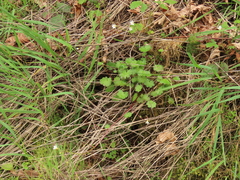 Romanzoffia sitchensis