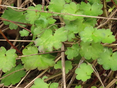 Romanzoffia sitchensis