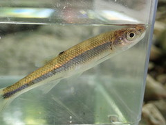 Lythrurus fasciolaris