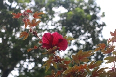 Hibiscus acetosella