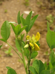 Crotalaria micans
