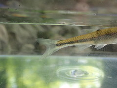 Lythrurus fasciolaris