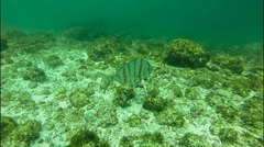 Pacific Porgy photo 2