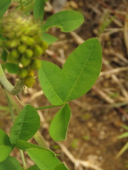 Crotalaria micans