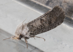 Acrolophus arcanella