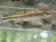 Lythrurus fasciolaris