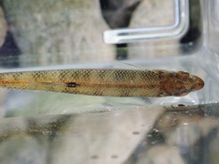 Lythrurus fasciolaris