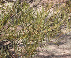 Acacia aprepta