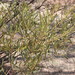 Acacia aprepta - Photo (c) baronsamedi, some rights reserved (CC BY-ND), uploaded by baronsamedi