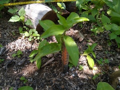 Tradescantia peninsularis