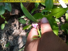 Tradescantia peninsularis