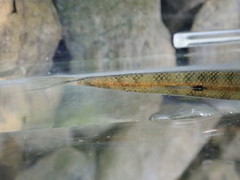 Lythrurus fasciolaris