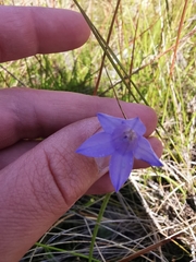 Wahlenbergia paniculata