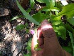 Tradescantia peninsularis