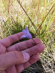 Wahlenbergia paniculata