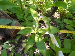 Tradescantia peninsularis