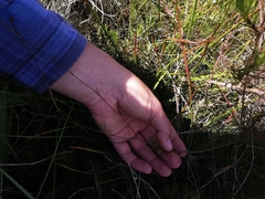 Wahlenbergia paniculata