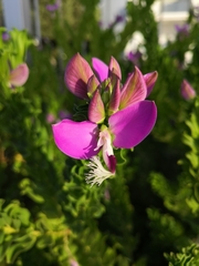 Polygala myrtifolia
