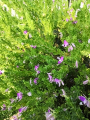 Polygala myrtifolia