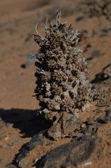 Euphorbia melanohydrata