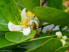 Agapostemon nasutus
