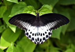 Papilio polymnestor polymnestor