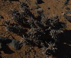 Euphorbia melanohydrata