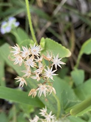 Conoclinium coelestinum image