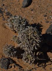 Euphorbia melanohydrata