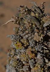 Euphorbia melanohydrata