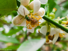 Agapostemon nasutus
