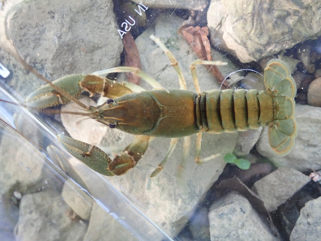 Cumberland Crayfish