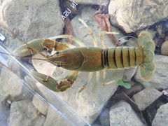 Cambarus cumberlandensis