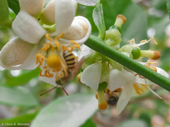 Agapostemon nasutus