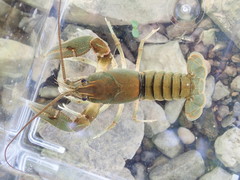 Cambarus cumberlandensis