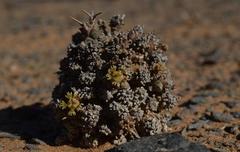 Euphorbia melanohydrata