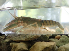 Cambarus cumberlandensis
