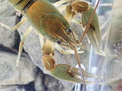 Cambarus cumberlandensis