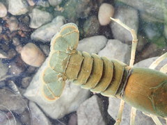 Cambarus cumberlandensis