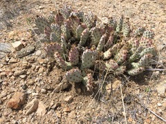 Opuntia basilaris brachyclada