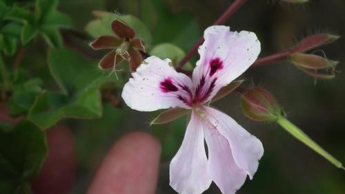 Pelargonium peltatum