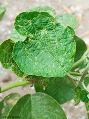 Cordia lutea
