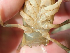 Cambarus cumberlandensis