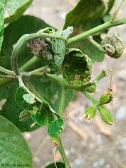 Cordia lutea
