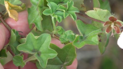 Pelargonium peltatum