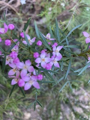 Boronia thujona