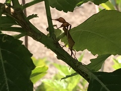 Chondrocera laticornis